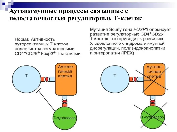 Аутоиммунные процессы связанные с недостаточностью регуляторных Т-клеток