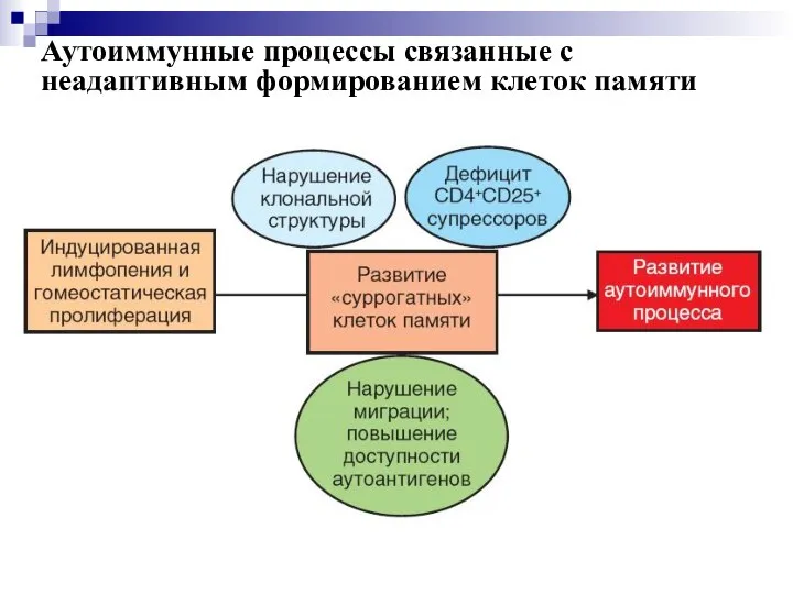 Аутоиммунные процессы связанные с неадаптивным формированием клеток памяти