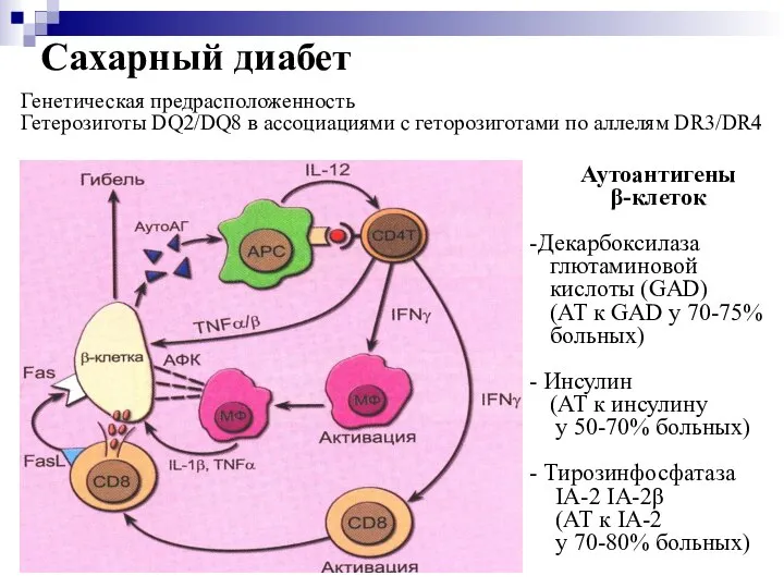 Сахарный диабет Генетическая предрасположенность Гетерозиготы DQ2/DQ8 в ассоциациями с геторозиготами по