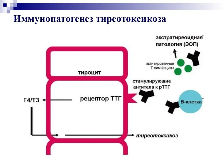 Иммунопатогенез тиреотоксикоза