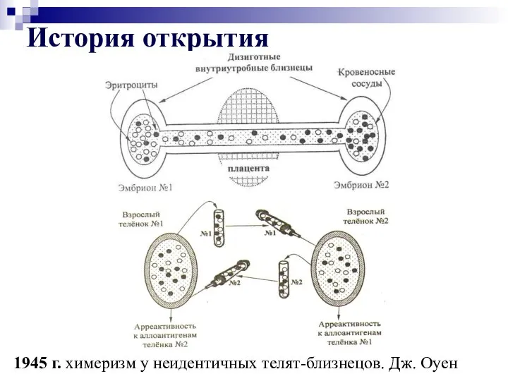 История открытия 1945 г. химеризм у неидентичных телят-близнецов. Дж. Оуен