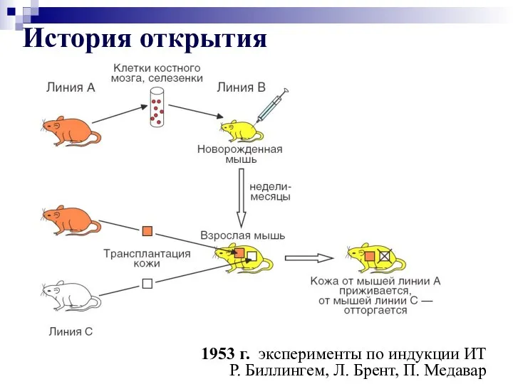 История открытия 1953 г. эксперименты по индукции ИТ Р. Биллингем, Л. Брент, П. Медавар