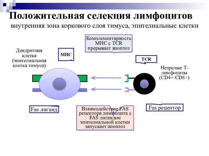 Положительная селекция лимфоцитов внутренняя зона коркового слоя тимуса, эпителиальные клетки Дендритная