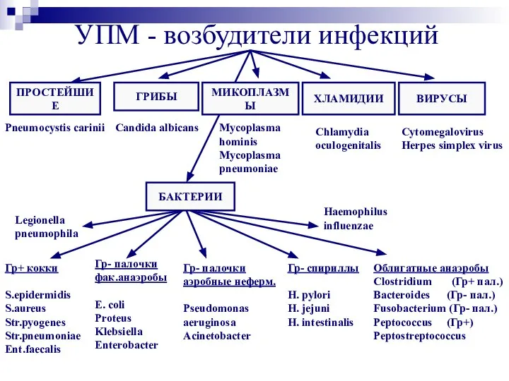 УПМ - возбудители инфекций ПРОСТЕЙШИЕ ГРИБЫ ХЛАМИДИИ ВИРУСЫ Pneumocystis carinii Candida