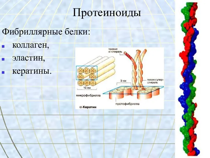 Протеиноиды Фибриллярные белки: коллаген, эластин, кератины.