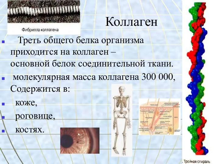 Коллаген Треть общего белка организма приходится на коллаген – основной белок