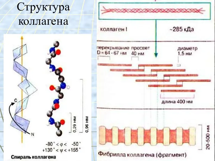 Структура коллагена