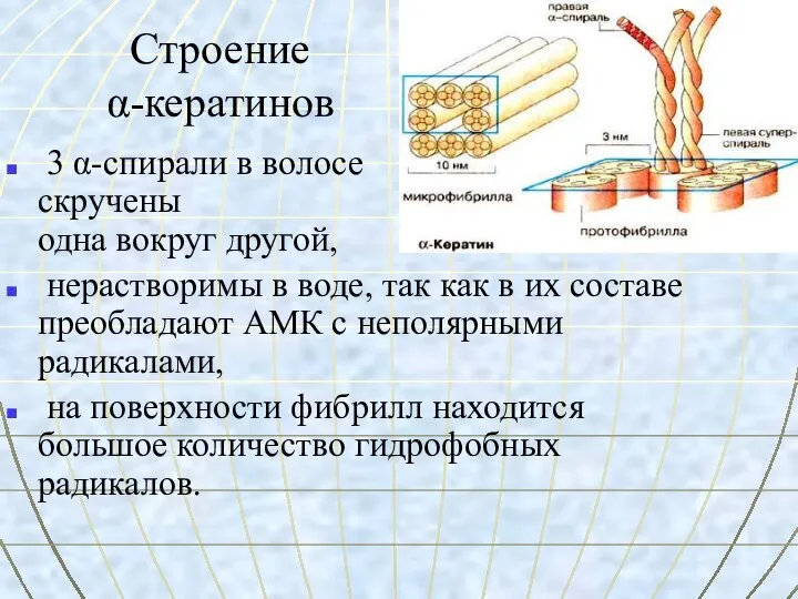 Строение α-кератинов 3 α-спирали в волосе скручены одна вокруг другой, нерастворимы