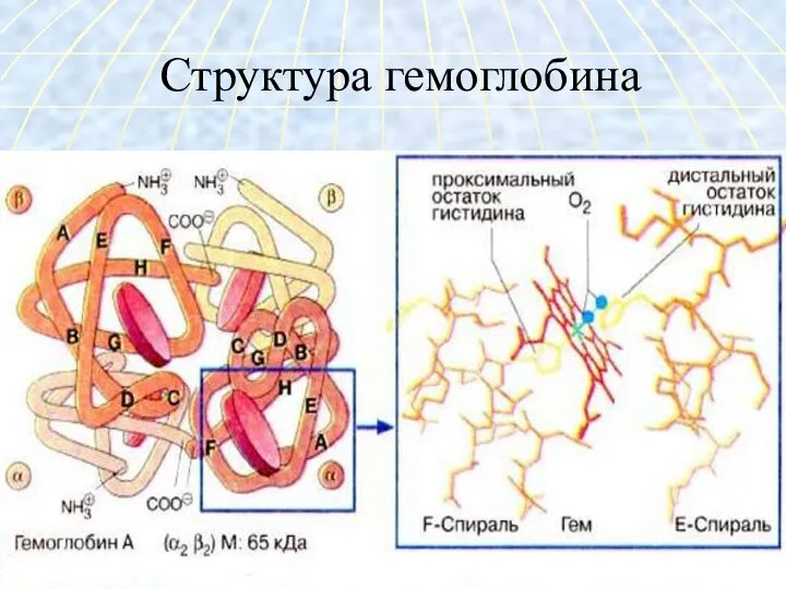 Структура гемоглобина