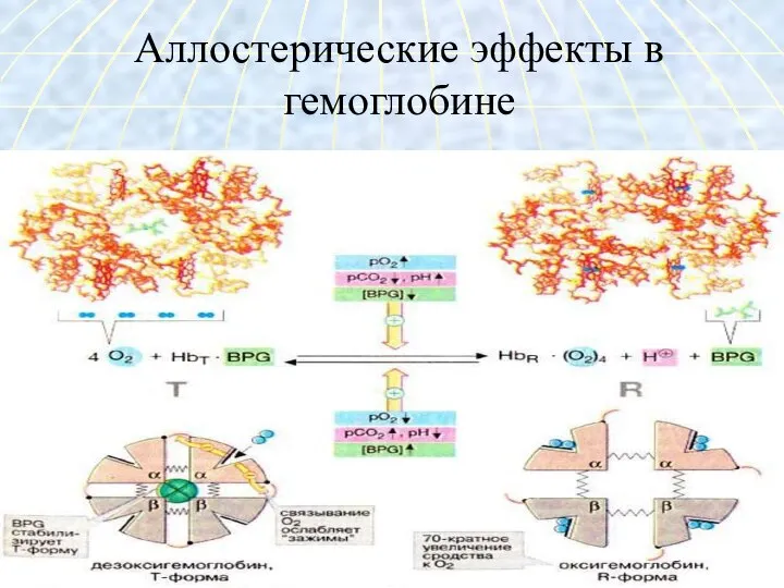 Аллостерические эффекты в гемоглобине