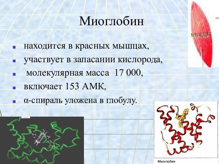 Миоглобин находится в красных мышцах, участвует в запасании кислорода, молекулярная масса