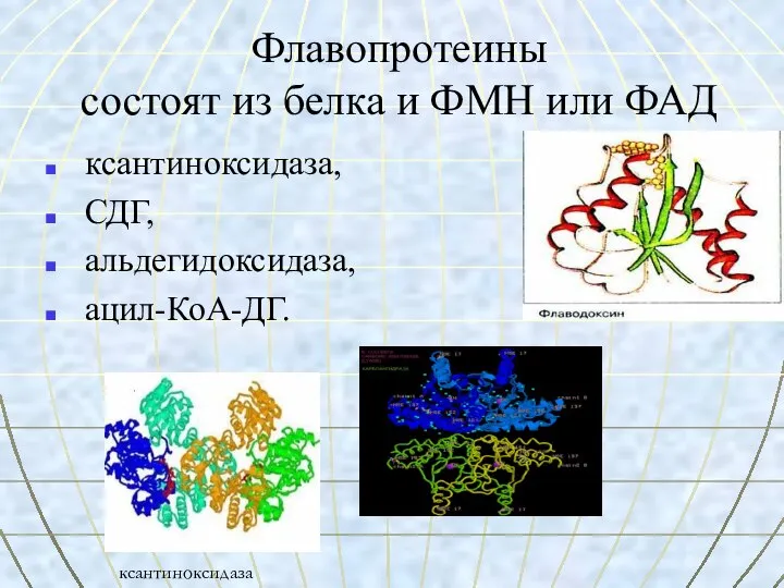 Флавопротеины состоят из белка и ФМН или ФАД ксантиноксидаза, СДГ, альдегидоксидаза, ацил-КоА-ДГ. ксантиноксидаза