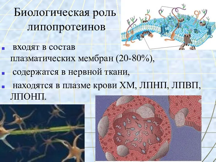 Биологическая роль липопротеинов входят в состав плазматических мембран (20-80%), содержатся в