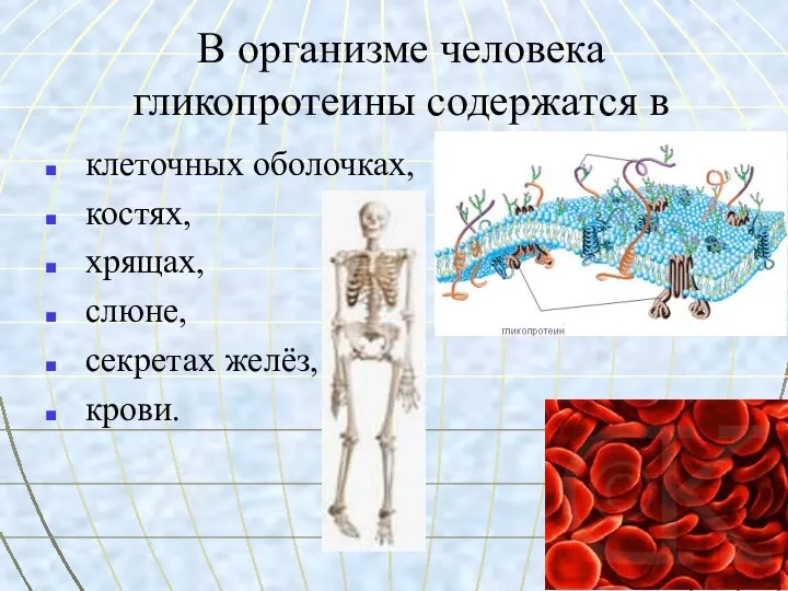 В организме человека гликопротеины содержатся в клеточных оболочках, костях, хрящах, слюне, секретах желёз, крови.