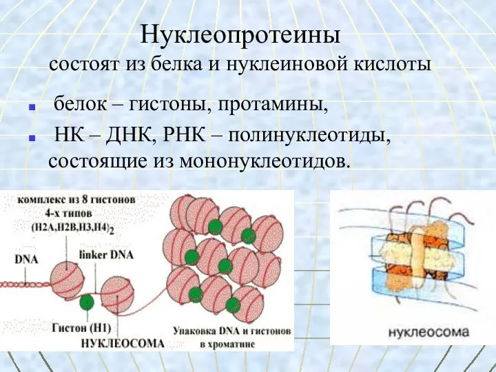 Нуклеопротеины состоят из белка и нуклеиновой кислоты белок – гистоны, протамины,