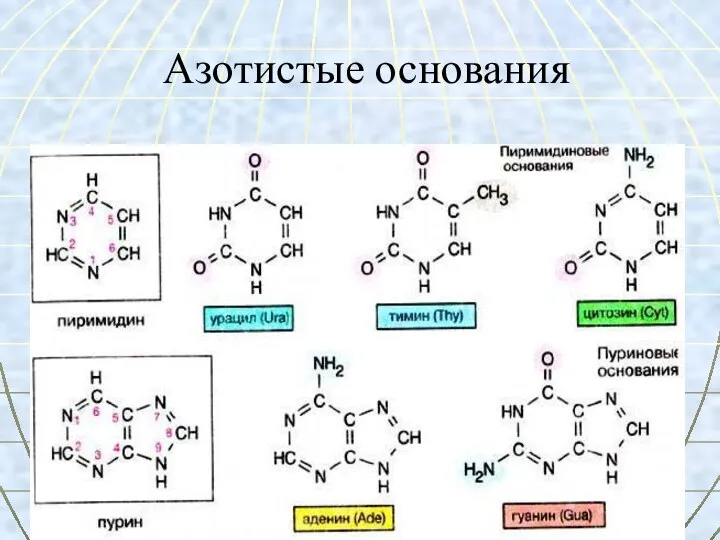 Азотистые основания