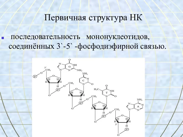 Первичная структура НК последовательность мононуклеотидов, соединённых 3`-5` -фосфодиэфирной связью.