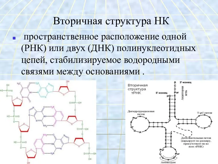 Вторичная структура НК пространственное расположение одной (РНК) или двух (ДНК) полинуклеотидных