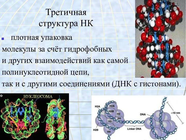 Третичная структура НК плотная упаковка молекулы за счёт гидрофобных и других