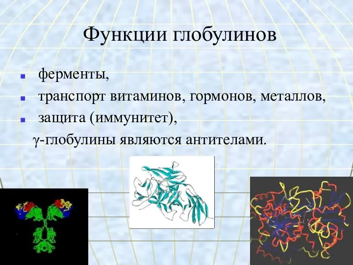 Функции глобулинов ферменты, транспорт витаминов, гормонов, металлов, защита (иммунитет), γ-глобулины являются антителами.