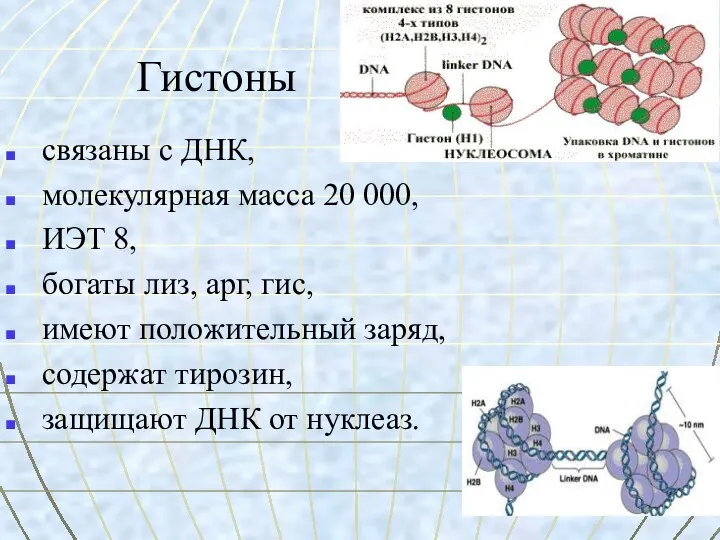 Гистоны связаны с ДНК, молекулярная масса 20 000, ИЭТ 8, богаты