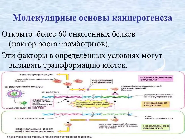 Молекулярные основы канцерогенеза Открыто более 60 онкогенных белков (фактор роста тромбоцитов).