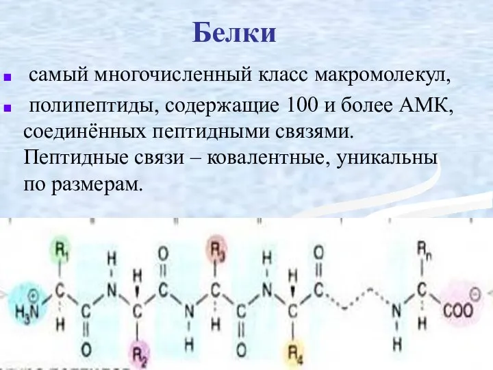 Белки самый многочисленный класс макромолекул, полипептиды, содержащие 100 и более АМК,