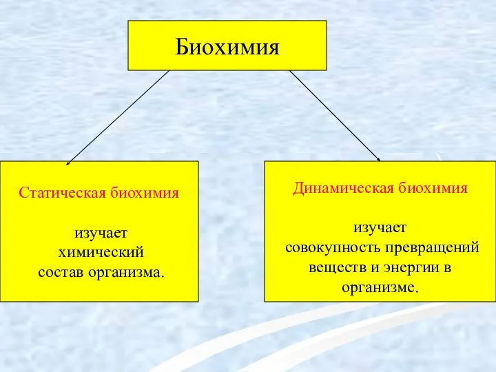 Биохимия Статическая биохимия изучает химический состав организма. Динамическая биохимия изучает совокупность