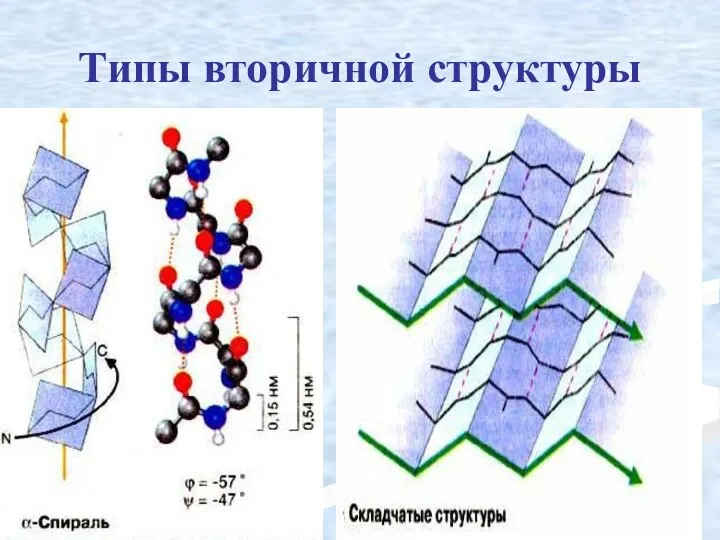 Типы вторичной структуры