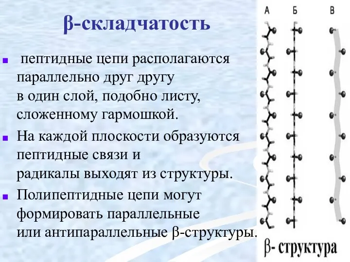 β-складчатость пептидные цепи располагаются параллельно друг другу в один слой, подобно