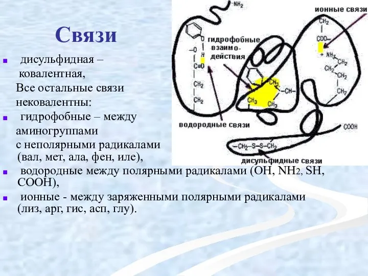 Связи дисульфидная – ковалентная, Все остальные связи нековалентны: гидрофобные – между