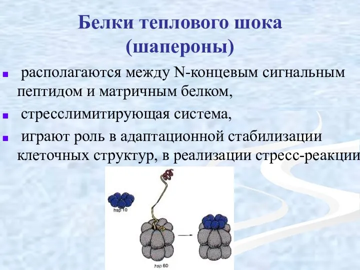 Белки теплового шока (шапероны) располагаются между N-концевым сигнальным пептидом и матричным