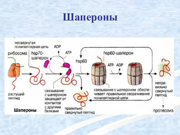 Шапероны