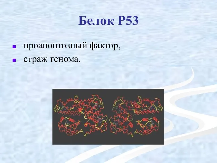 Белок Р53 проапоптозный фактор, страж генома.