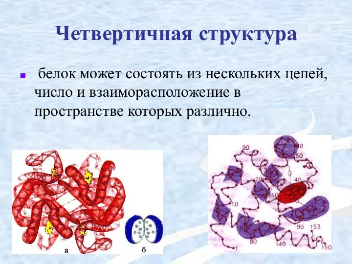 Четвертичная структура белок может состоять из нескольких цепей, число и взаиморасположение в пространстве которых различно.