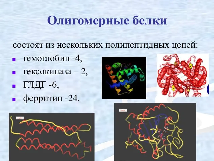 Олигомерные белки состоят из нескольких полипептидных цепей: гемоглобин -4, гексокиназа – 2, ГЛДГ -6, ферритин -24.