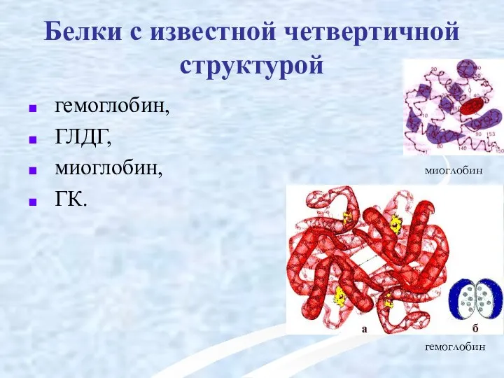 Белки с известной четвертичной структурой гемоглобин, ГЛДГ, миоглобин, ГК. миоглобин гемоглобин