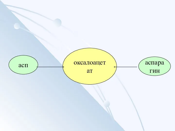 оксалоацетат асп аспарагин