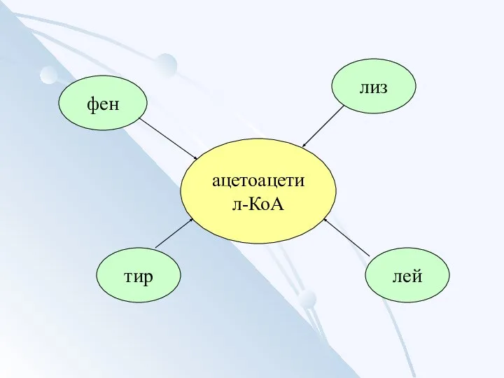 ацетоацетил-КоА тир фен лей лиз