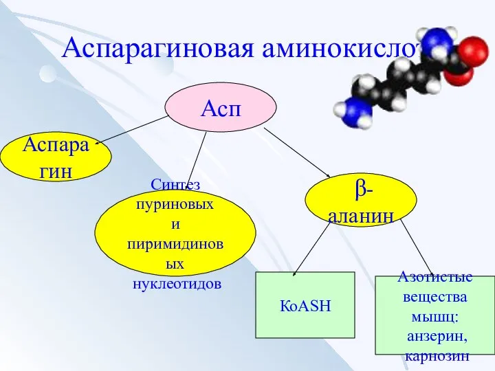 Аспарагиновая аминокислота Асп Аспарагин Синтез пуриновых и пиримидиновых нуклеотидов β-аланин Азотистые вещества мышц: анзерин, карнозин КоАSH