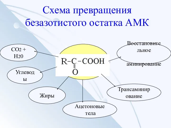 Схема превращения безазотистого остатка АМК СО2 + Н20 Углеводы Жиры Трансаминирование Восстановительное аминирование Ацетоновые тела