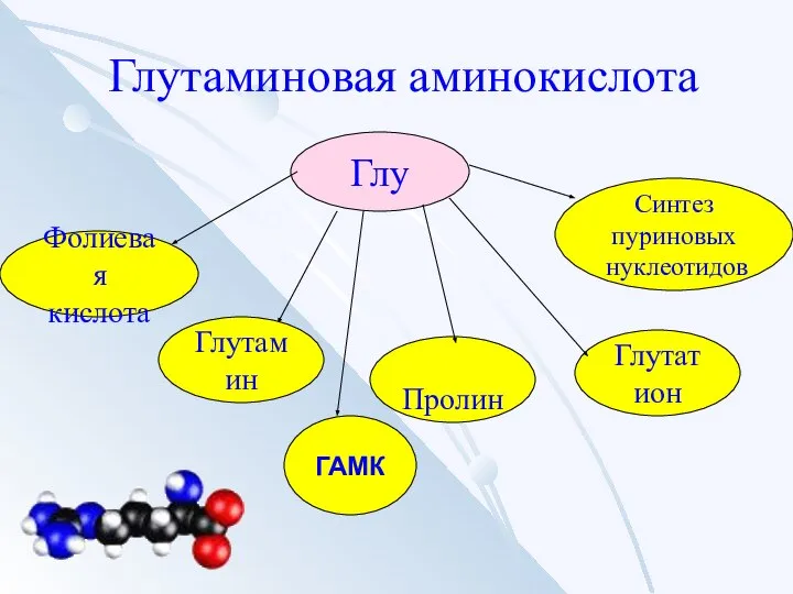 Глутаминовая аминокислота Глу Фолиевая кислота Синтез пуриновых нуклеотидов Пролин Глутамин Глутатион ГАМК