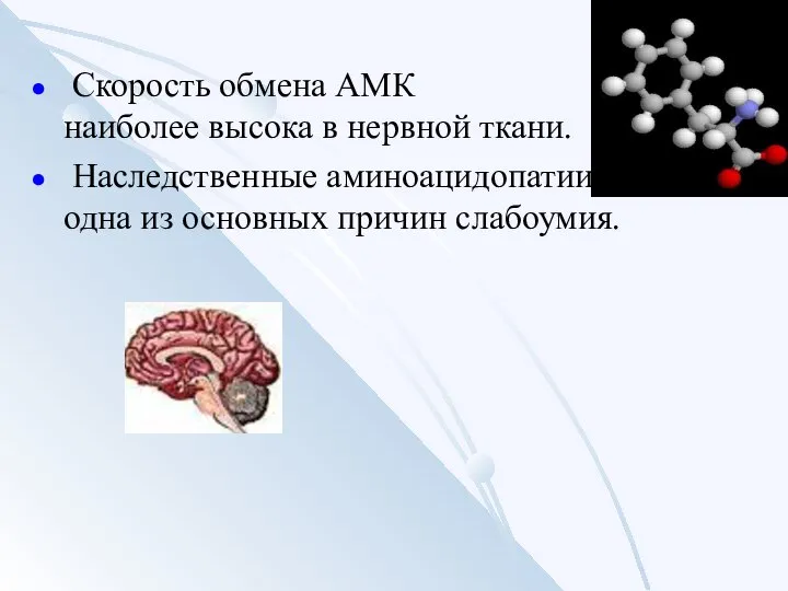 Скорость обмена АМК наиболее высока в нервной ткани. Наследственные аминоацидопатии – одна из основных причин слабоумия.