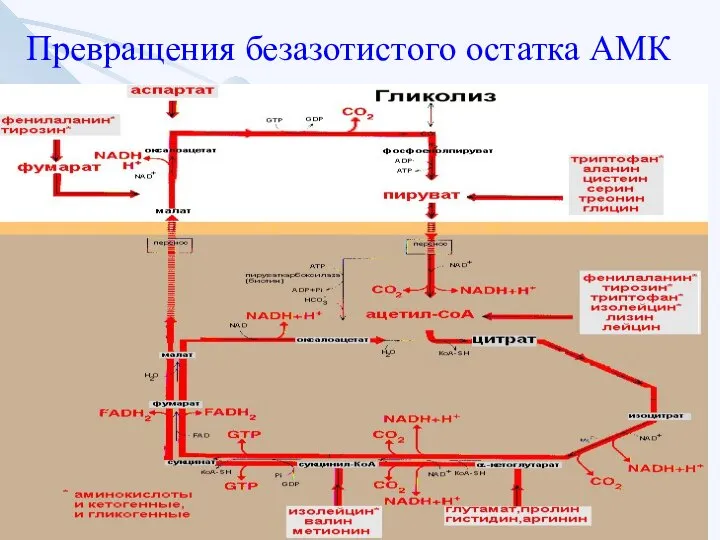 Превращения безазотистого остатка АМК