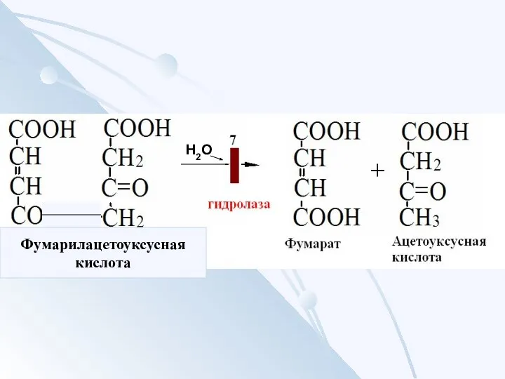 Фумарилацетоуксусная кислота Н2О