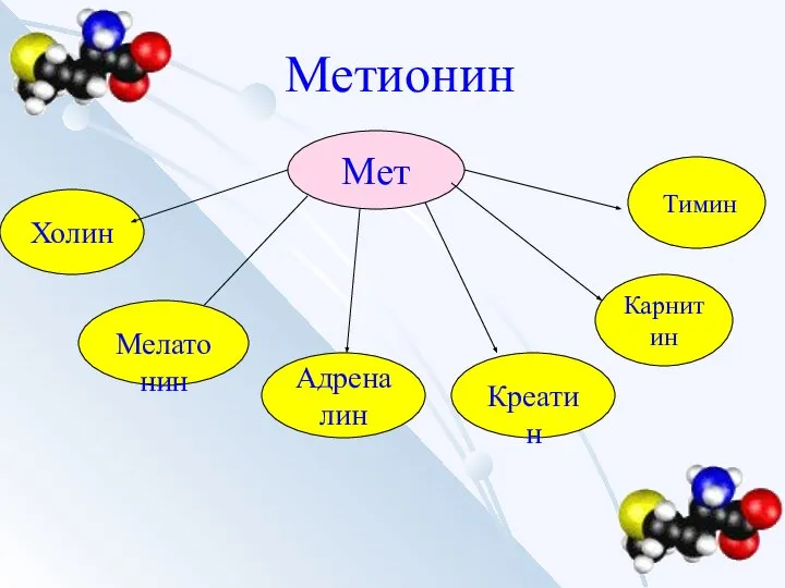 Метионин Мет Холин Тимин Адреналин Мелатонин Креатин Карнитин