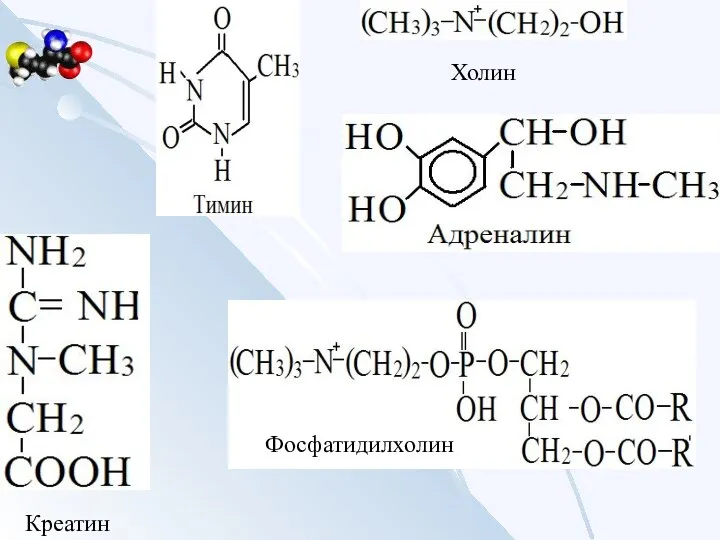 Креатин Фосфатидилхолин Холин