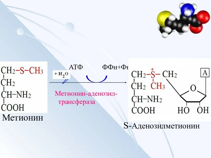 Метионин АТФ ФФн+Фн Метионин-аденозил- трансфераза S-Аденозилметионин