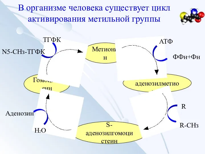 В организме человека существует цикл активирования метильной группы Метионин S-аденозилметионин S-аденозилгомоцистеин