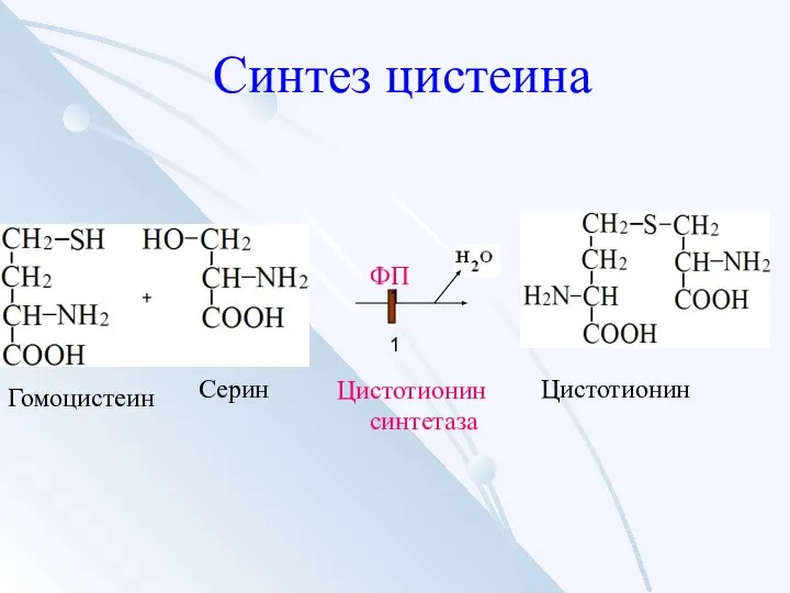 Синтез цистеина Гомоцистеин Серин Цистотионин Цистотионин синтетаза ФП 1 1